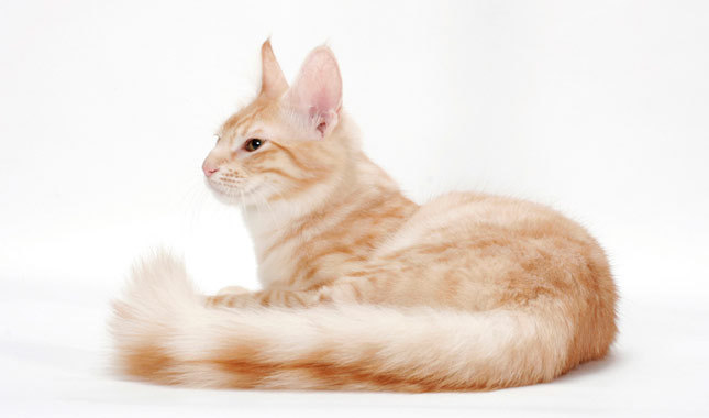 Orange Turkish Angora Cat Sitting