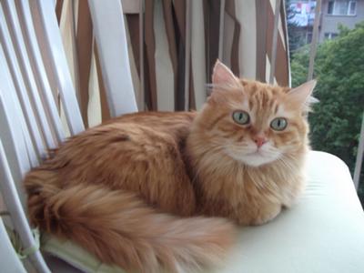 Orange Turkish Angora Cat