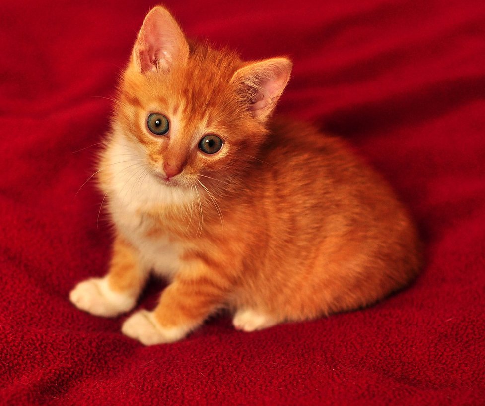 Orange Turkish Angora Kitten Looking At Camera