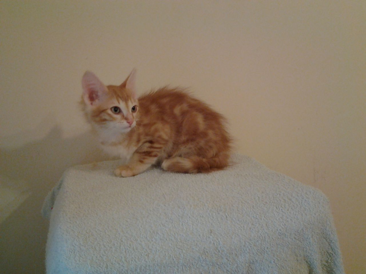 Orange Turkish Angora Kitten Sitting