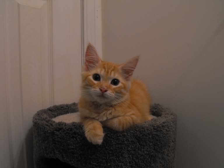 Orange Turkish Angora Kitten Sitting
