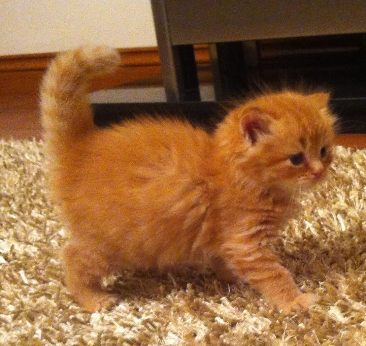Orange Turkish Angora Kitten