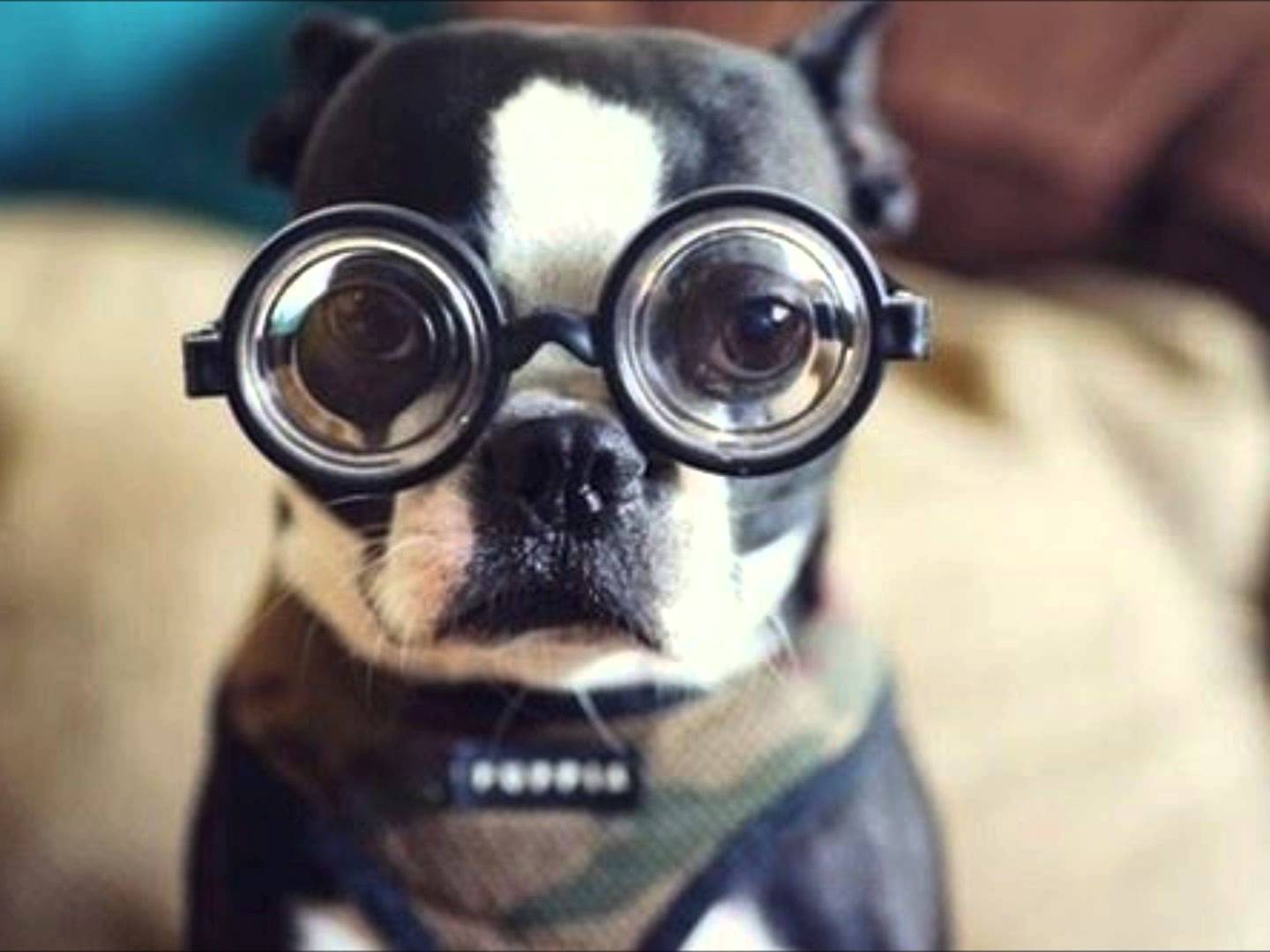 Puppy With Googly Eye Glasses Funny Image