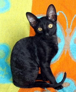 Pure Black Cornish Rex Kitten Sitting