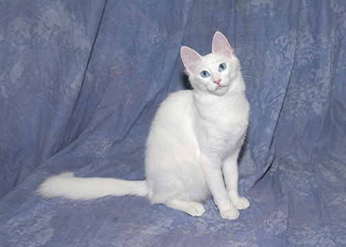 Pure White Turkish Angora Cat Sitting