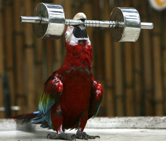 Red Parrot Weightlifting Funny Picture