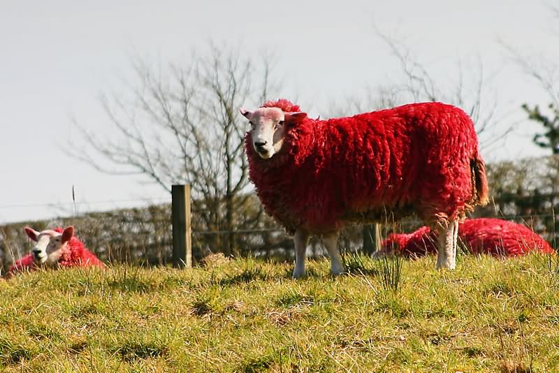 Red Sheep Funny Picture