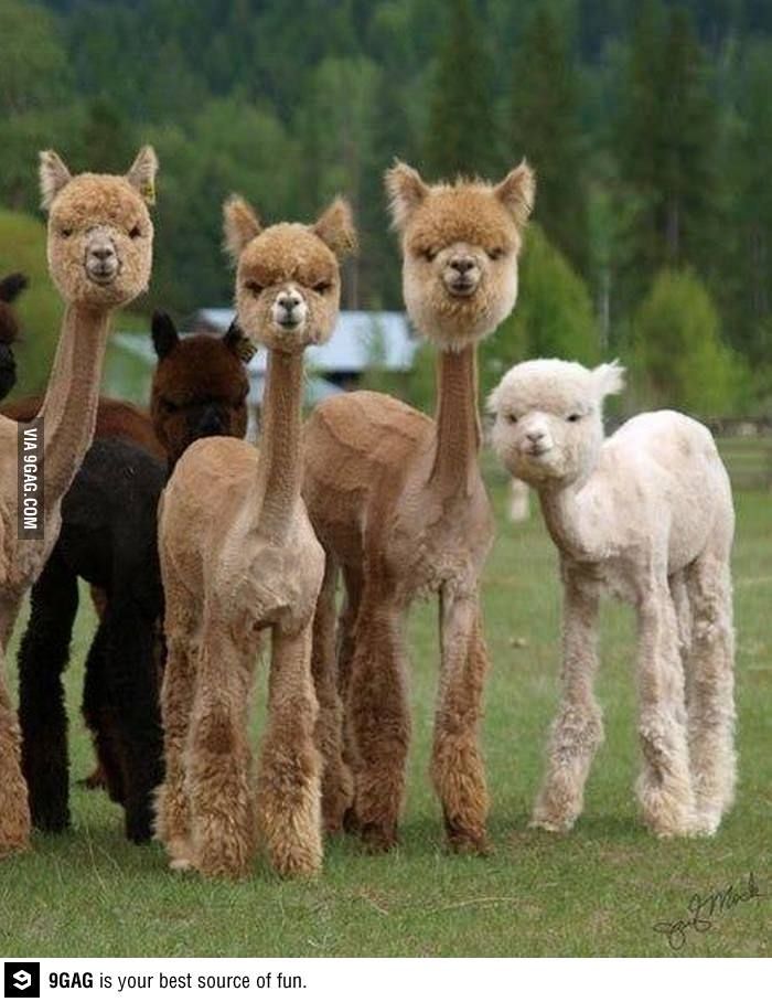Saved Llamas Funny Looking Picture