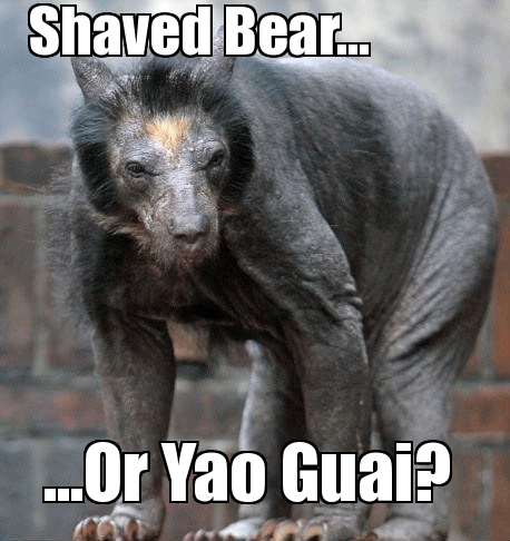 Shaved Bear Funny Picture