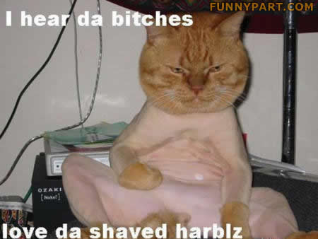 Shaved Cat Funny Image