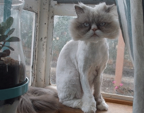 Shaved Cat Funny Picture