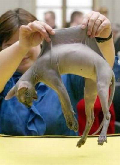 Shaved Cat Stretching Funny Picture
