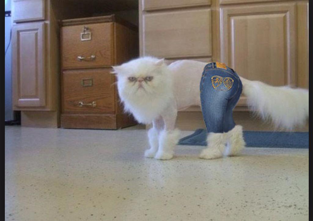 Shaved Cat Wearing Jean Funny Picture