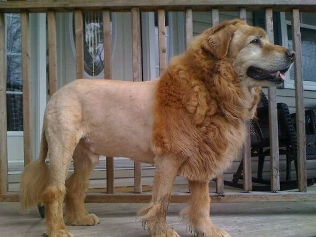 Shaved Dog Looking As Lion Funny Picture