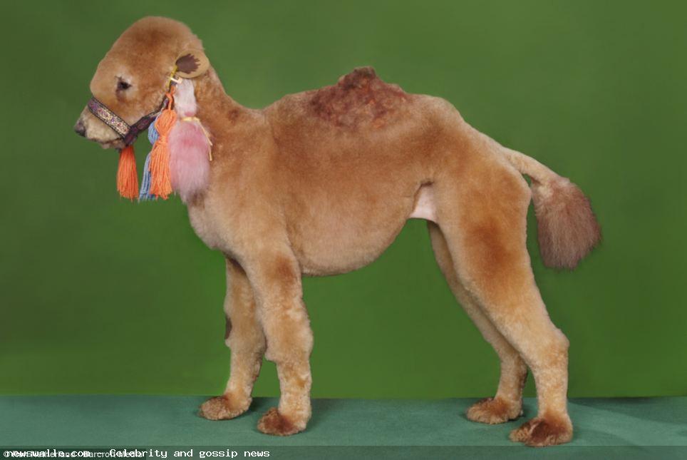 Shaved Dog Looks As Camel Funny Picture