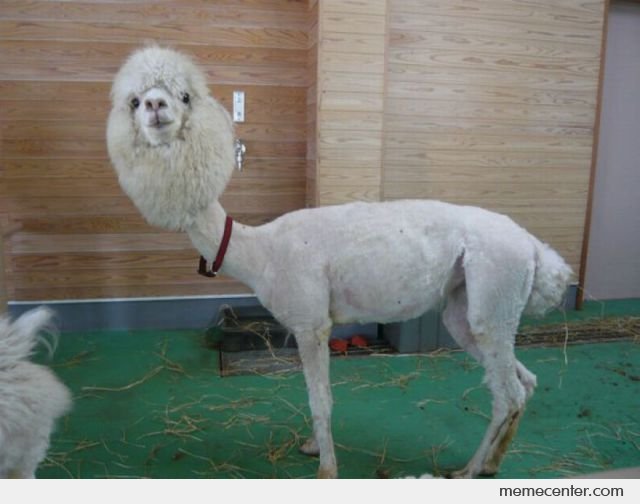 Shaved Llama Funny Picture