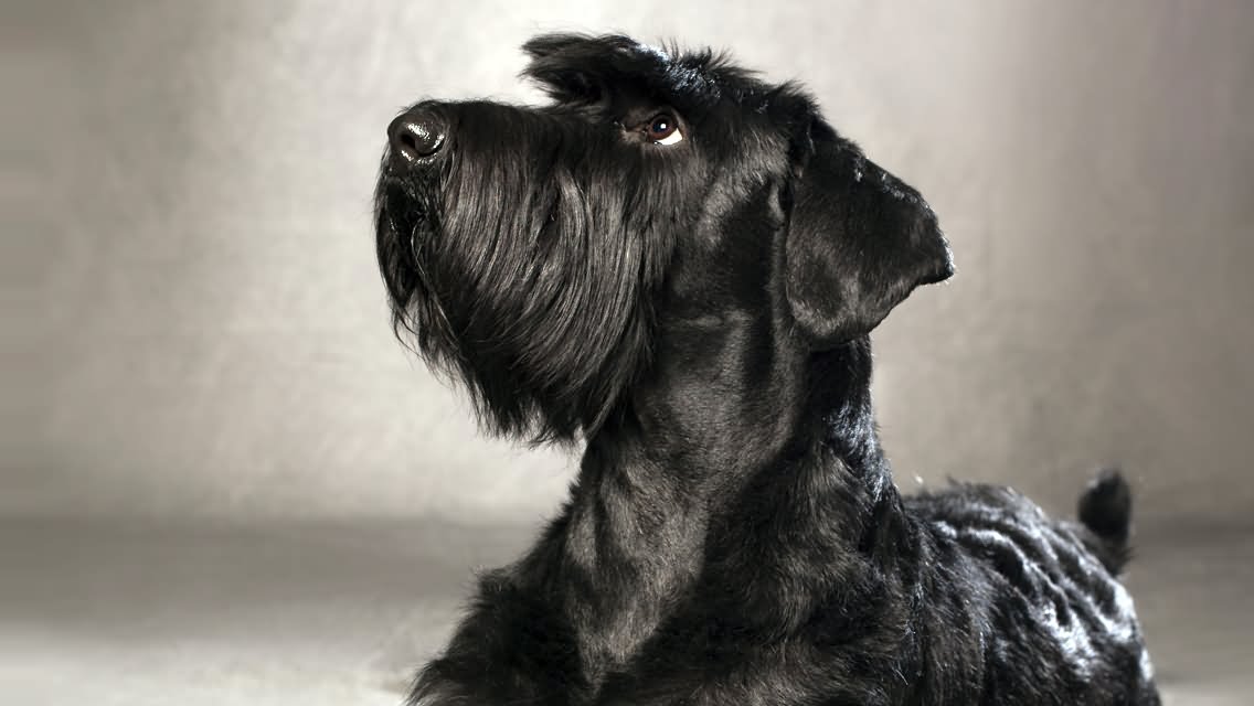 Shining Black Giant Schnauzer Dog
