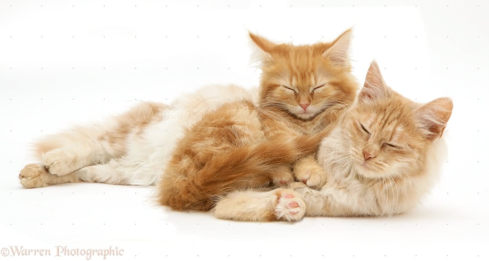 Sleepy Orange Turkish Angora Cats