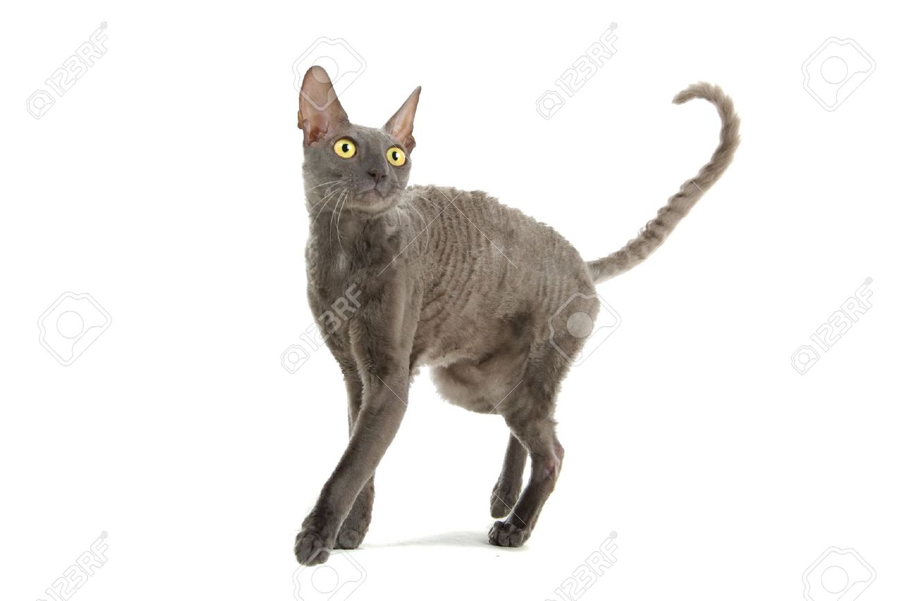Smoke Grey Cornish Rex Cat