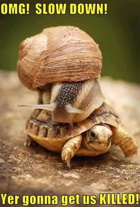 Snail On Turtle And Say Slow Down Funny OMG Image