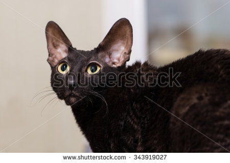 Stylish Black Cornish Rex Cat