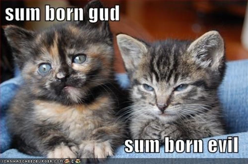 Sum Born Gud Sum Born Evil Funny Kittens