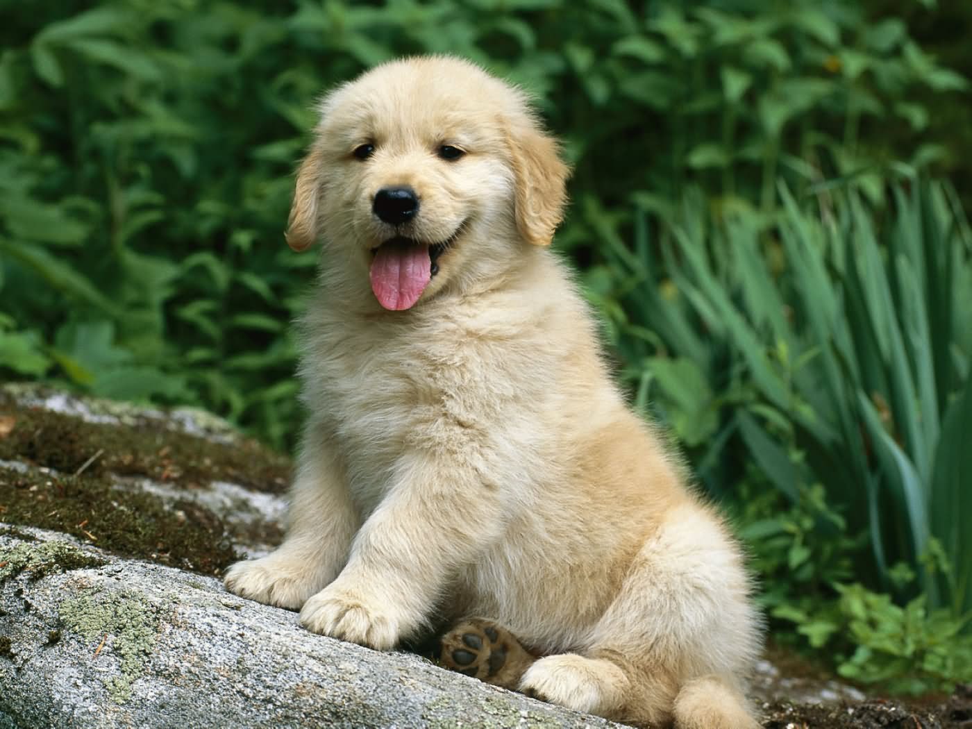 Sweet Golden Retriever Puppy Sitting On Rock