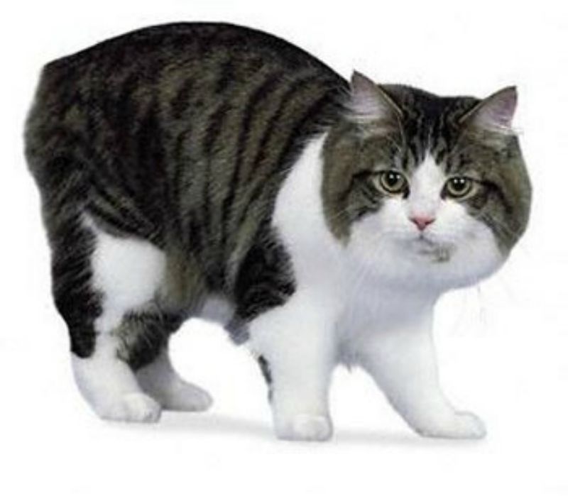 Tabby And White Cymric Cat Picture