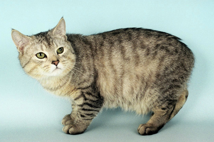 Tabby Cymric Cat