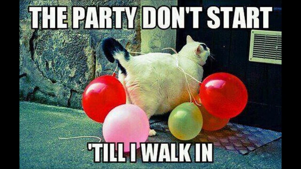 The Party Don't Start Till I Walk In Funny Cat Picture