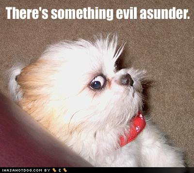 There's Something Evil Asunder Funny Kitten