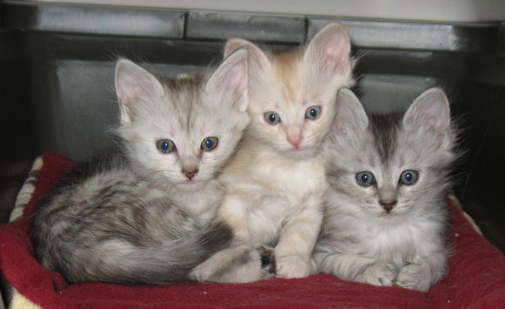Three Awesome Turkish Angora Kittens