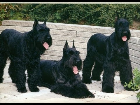 Three Beautiful Black Giant Schnauzer Dogs