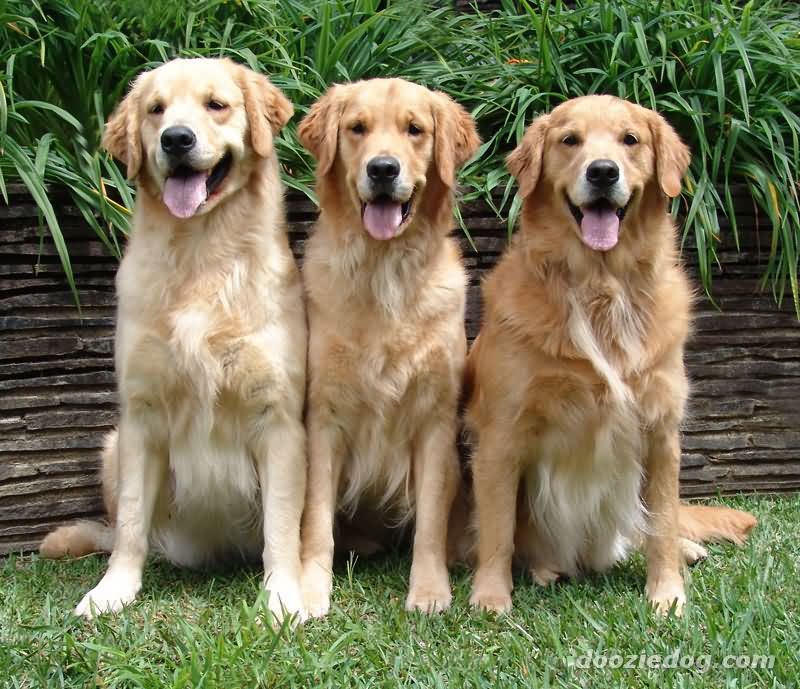 Three Beautiful Golden Retriever Dogs Sitting On Grass