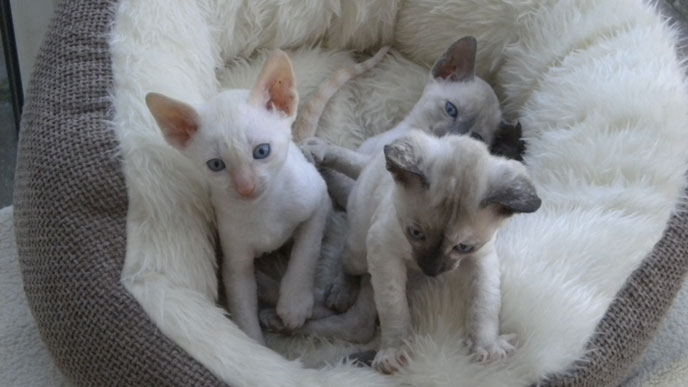Three Cute Cornish Rex Kittens Sitting On Couch