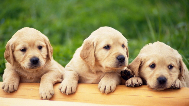 Three Cute Golden Retriever Puppies Picture