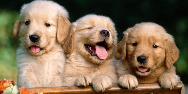 Three Cute Golden Retriever Puppies