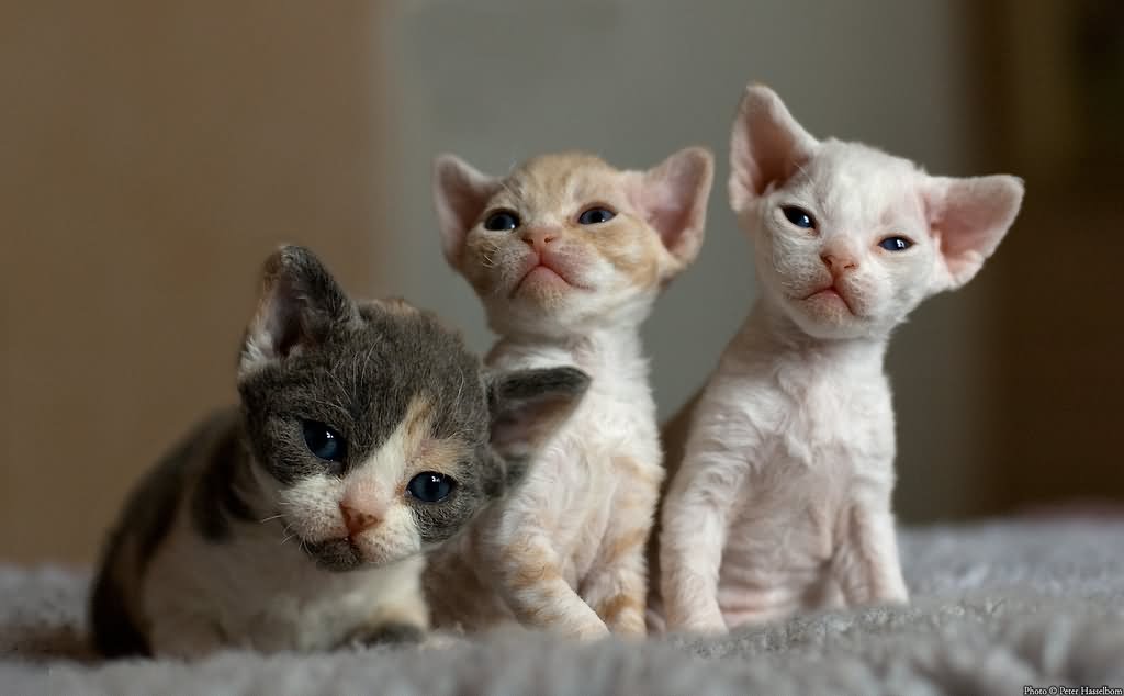 Three Cute Miniature Cornish Rex Kittens