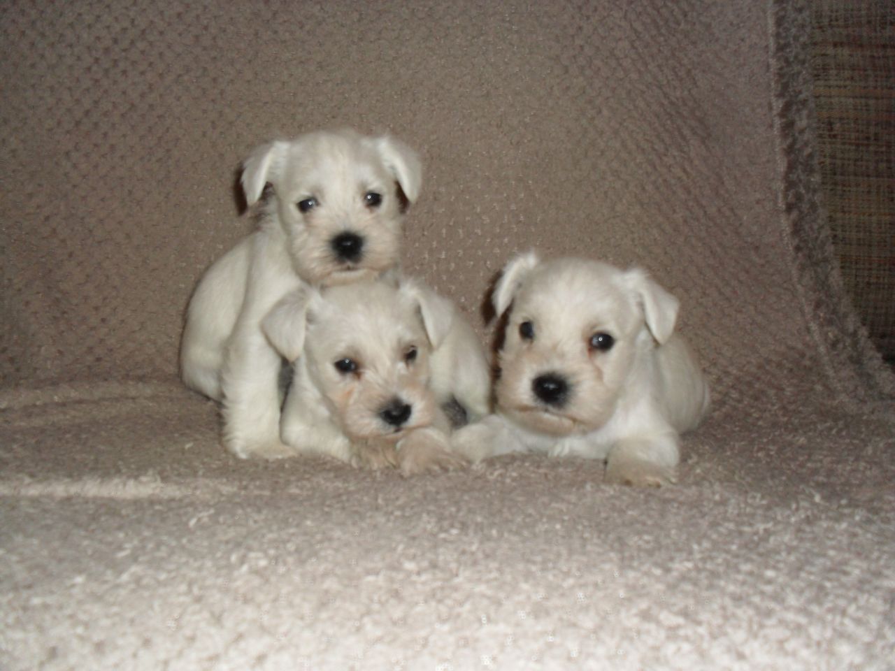 Three Cute White Giant Schnauzer Puppies