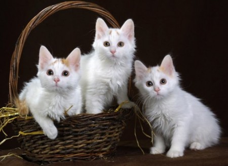 Three Cute White Turkish Angora Kittens In Basket