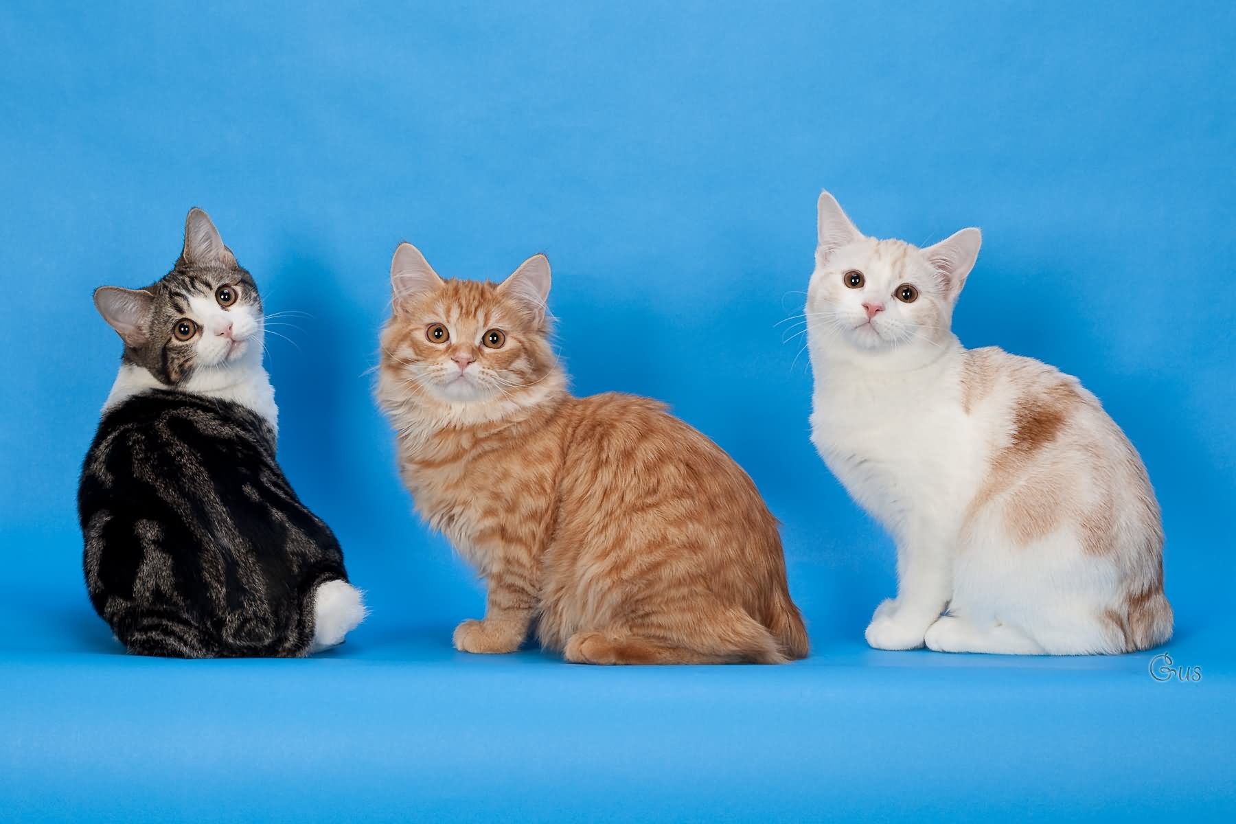 Three Cymric Kittens Sitting