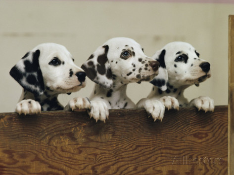 Three Dalmatian Puppies Peeking Over A Board
