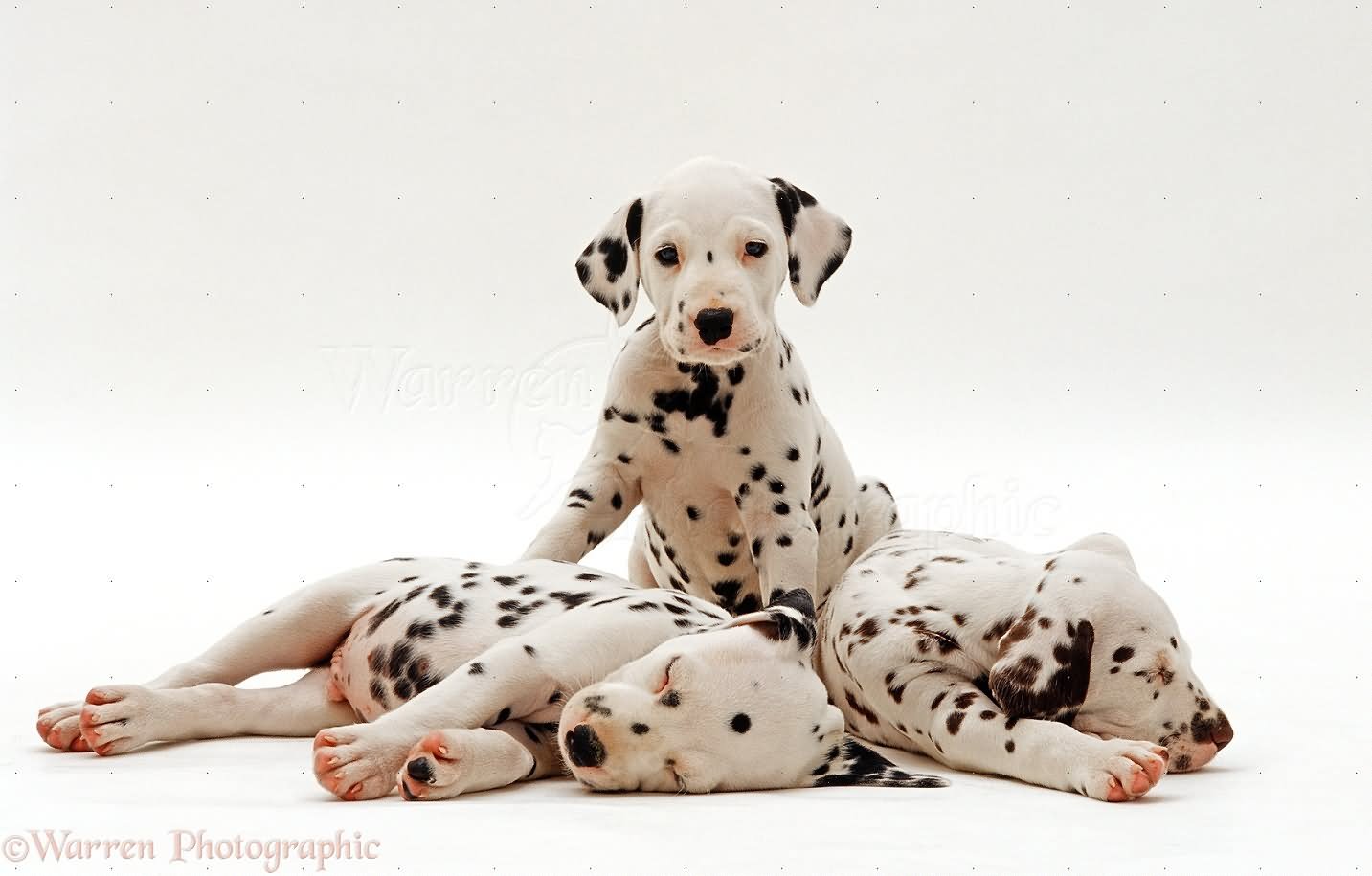 Three Dalmatian Puppies Picture