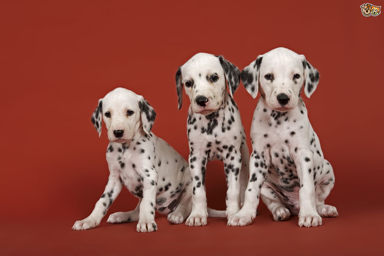 Three Dalmatian Puppies