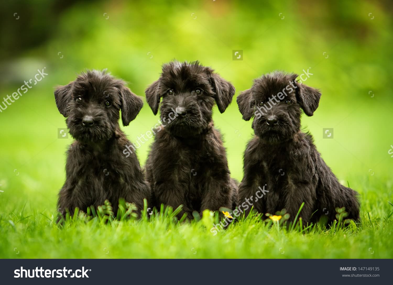 Three Giant Schnauzer Puppies Sitting On Grass