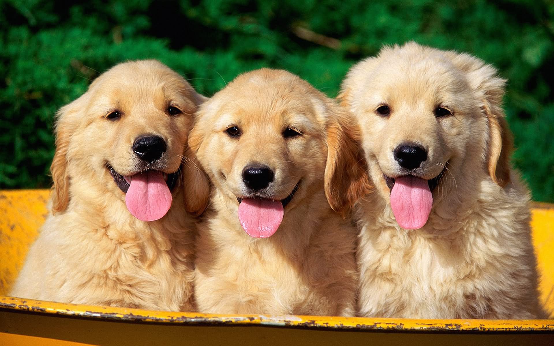 Three Golden Retriever Puppies Picture