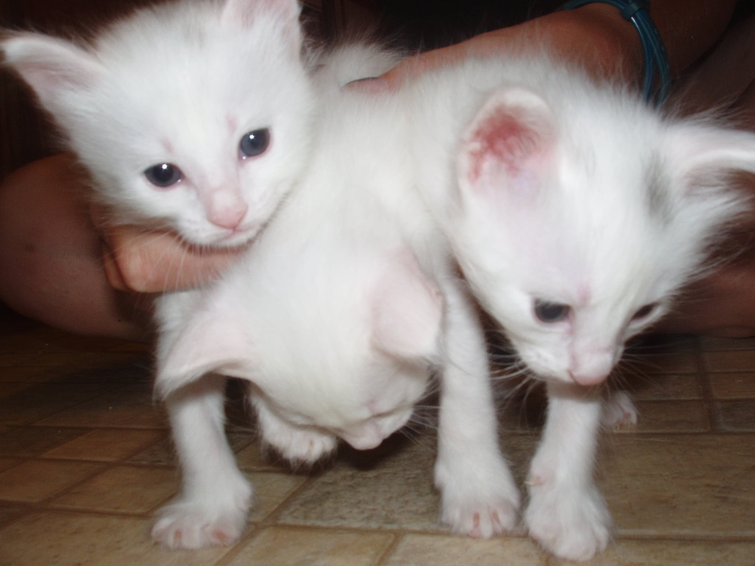 Three Little Turkish Angora Kittens