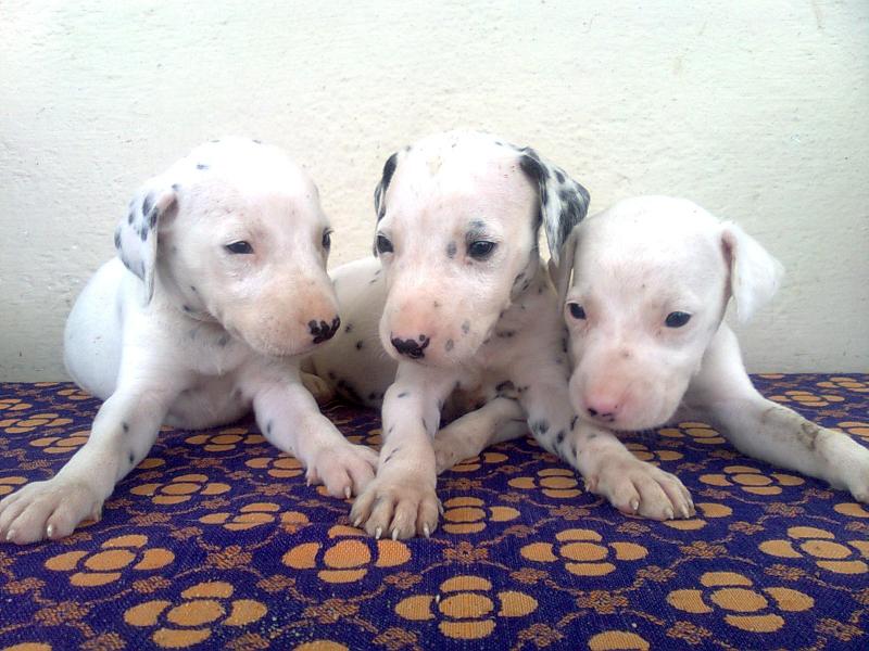 Three Lovely Dalmatian Puppies