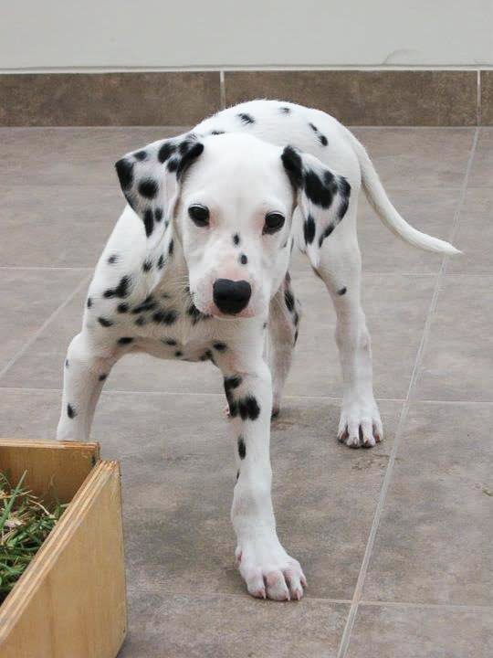 Three Month Old Dalmatian Puppy