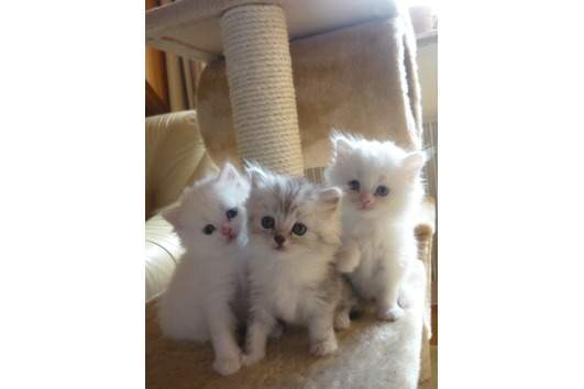 Three Turkish Angora Kittens Sitting